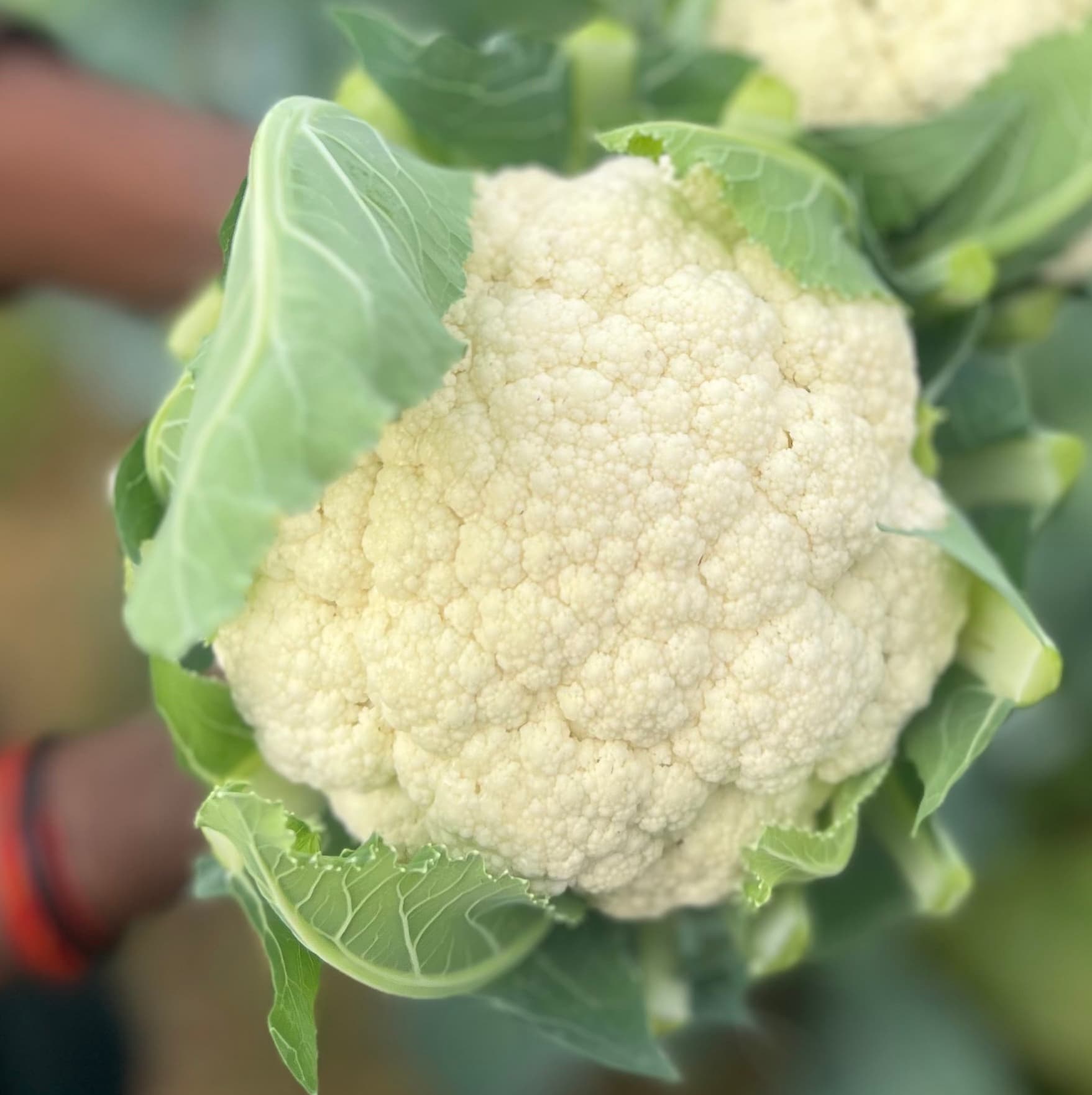 Cauliflower