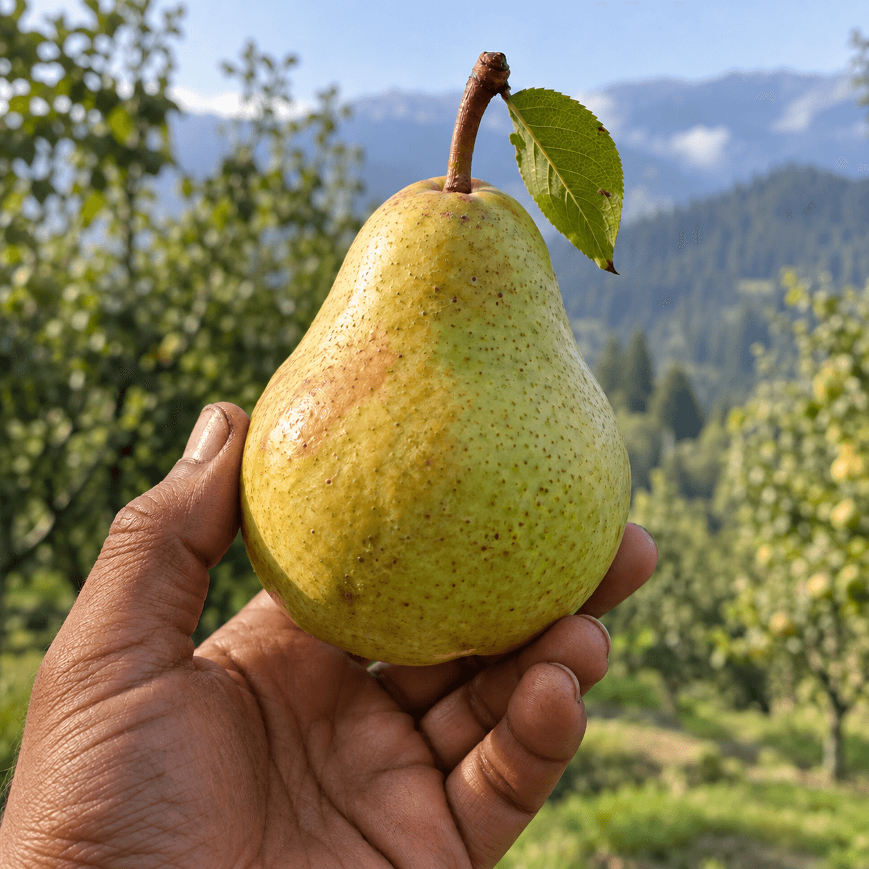Himalayan Pears