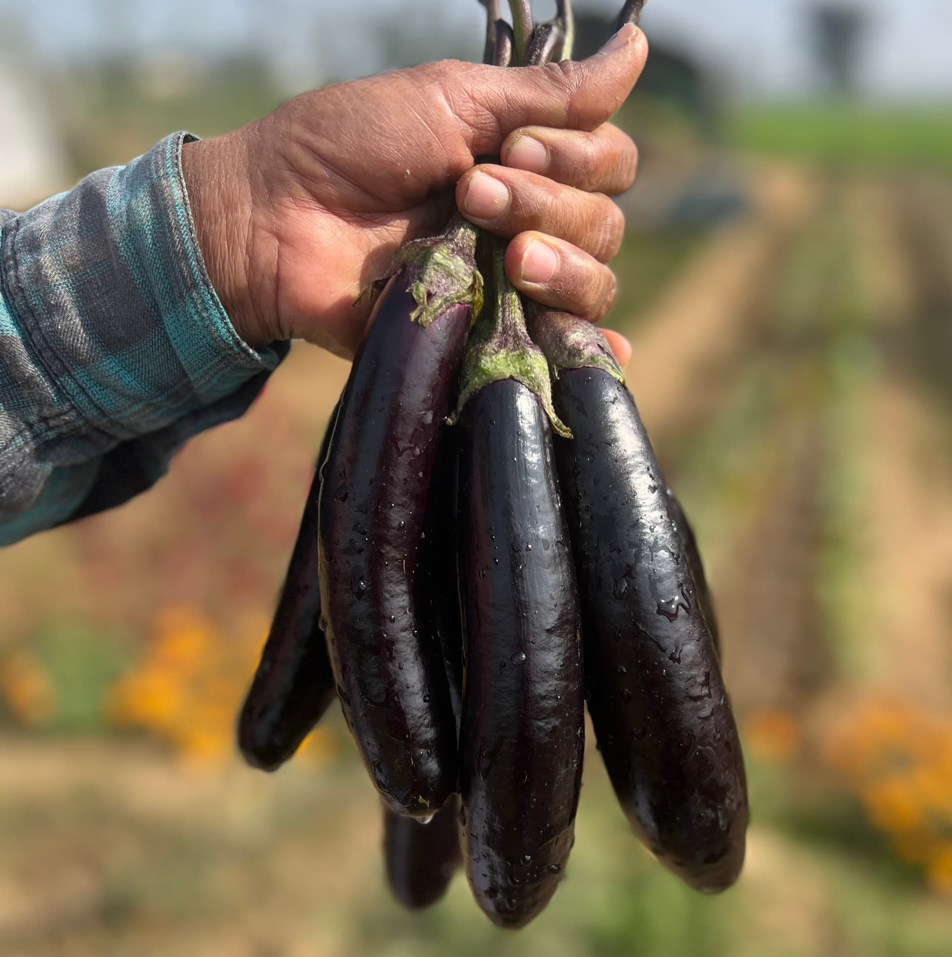 Brinjal, long, purple