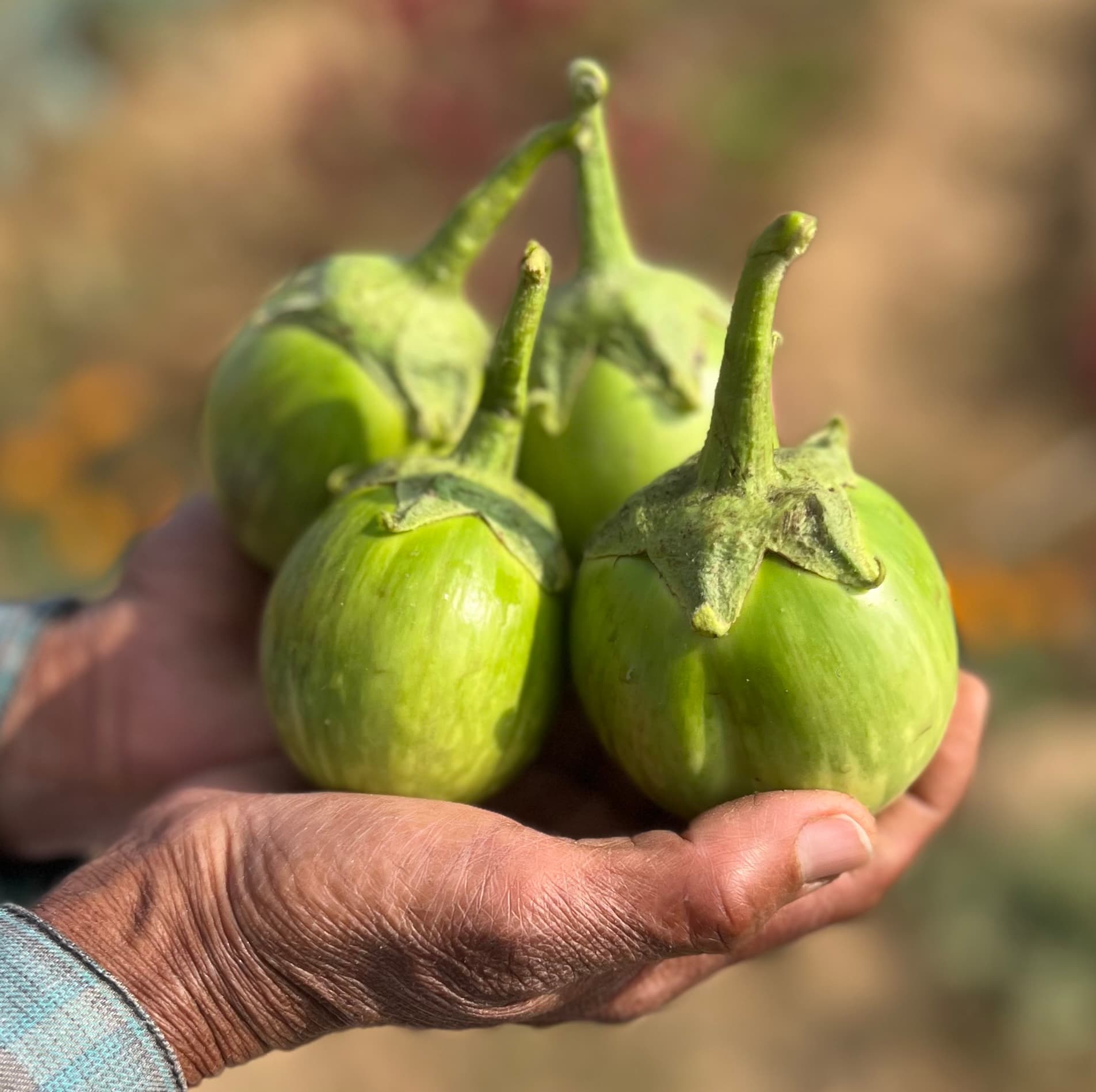Brinjal - thai, small, green