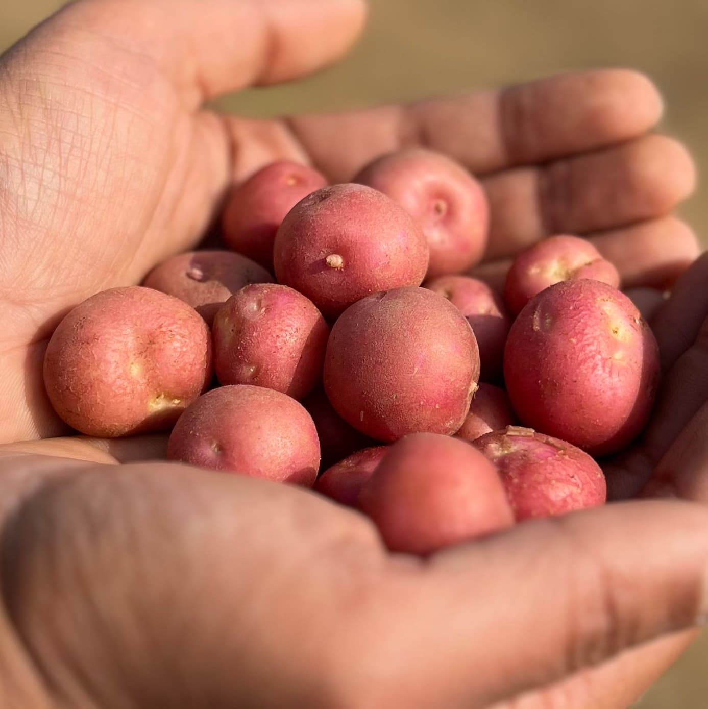 Red baby potatoes