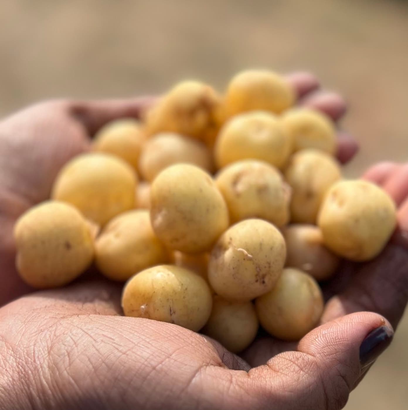 baby potatoes, white