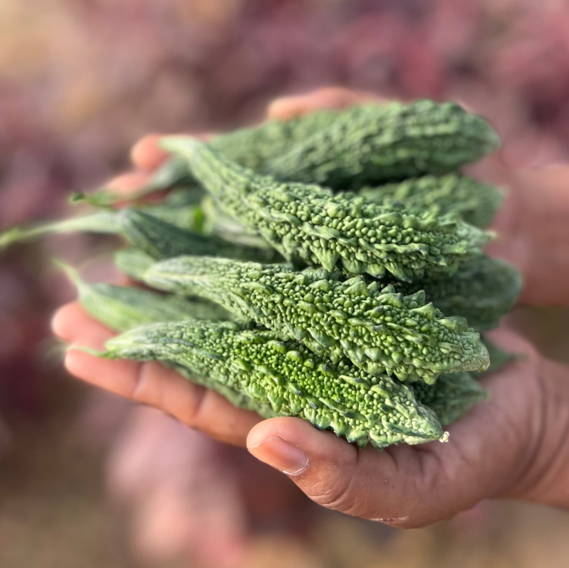 Bitter Gourd, Karela