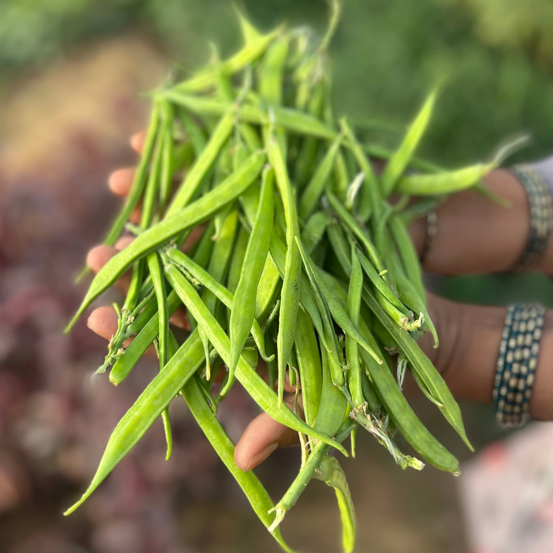 Cluster Beans, Guar Phali