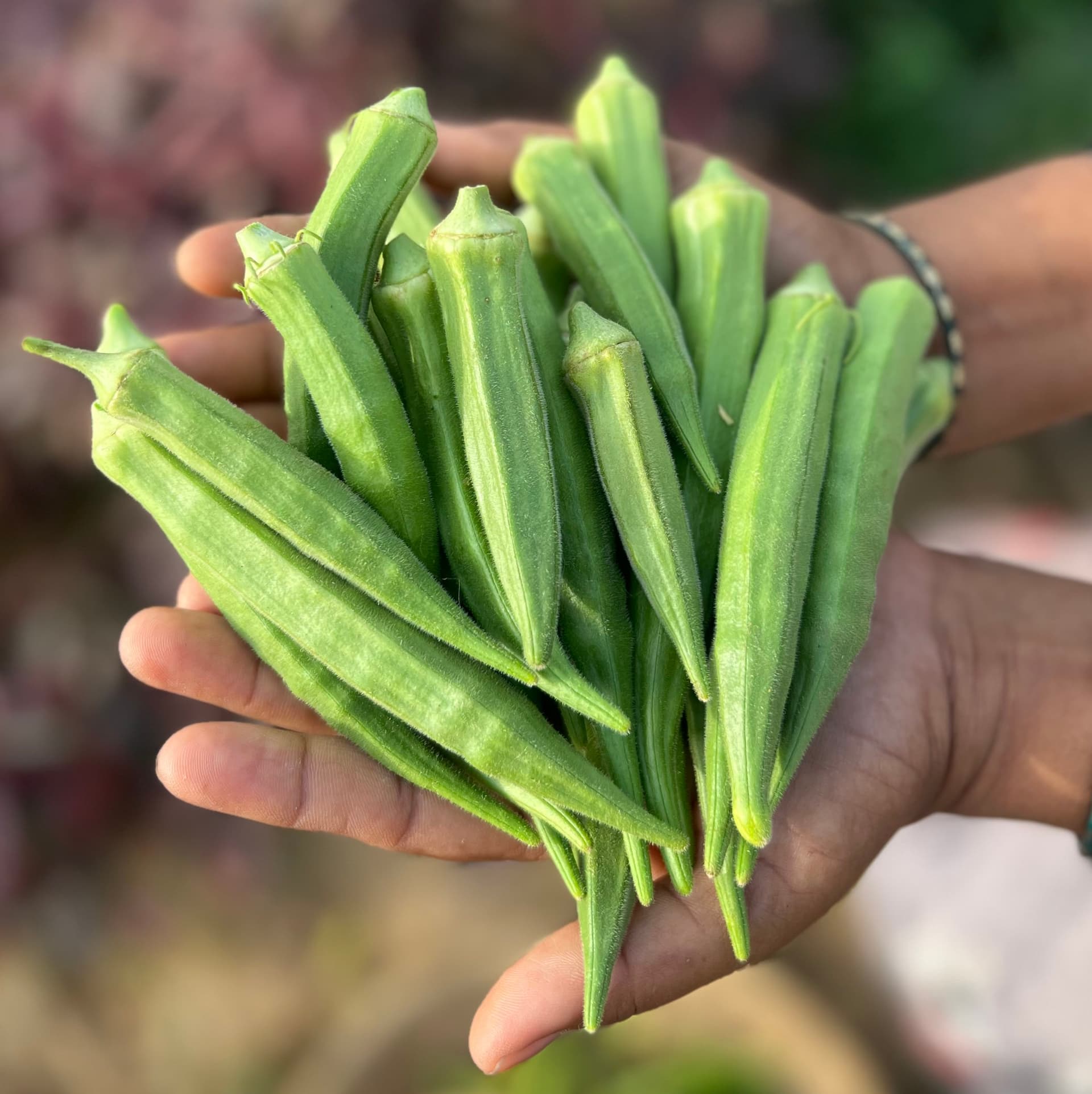 okra, ladyfinger