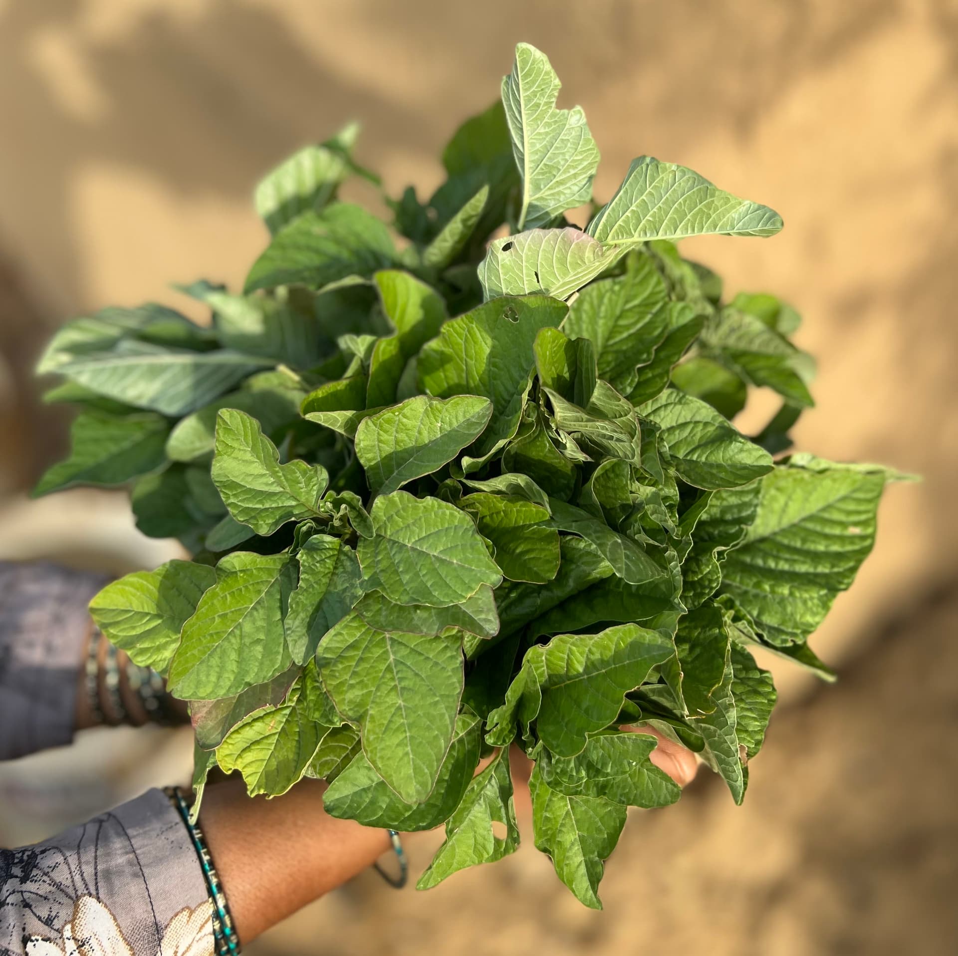Green Amaranthus