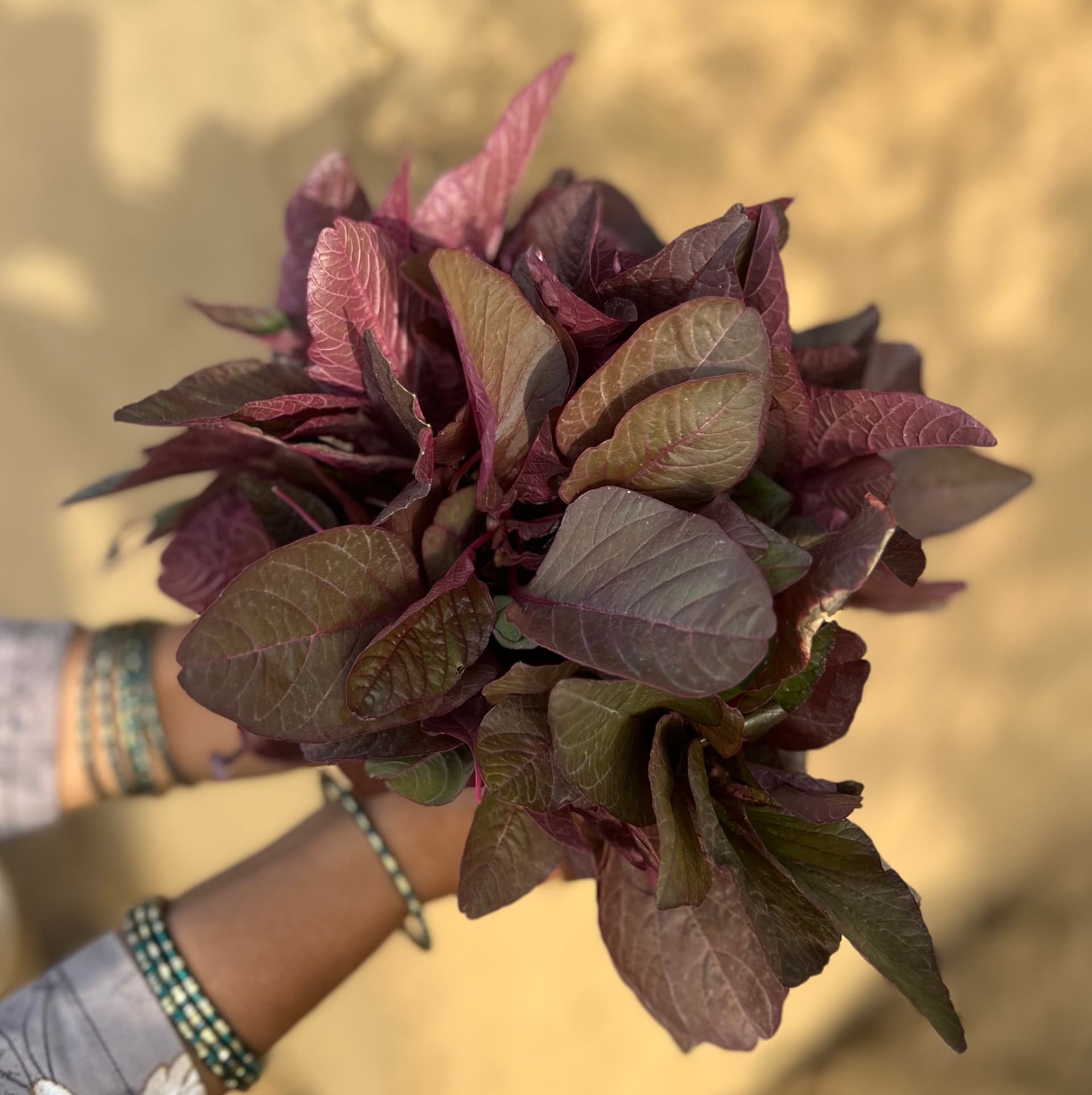 Red Amaranth