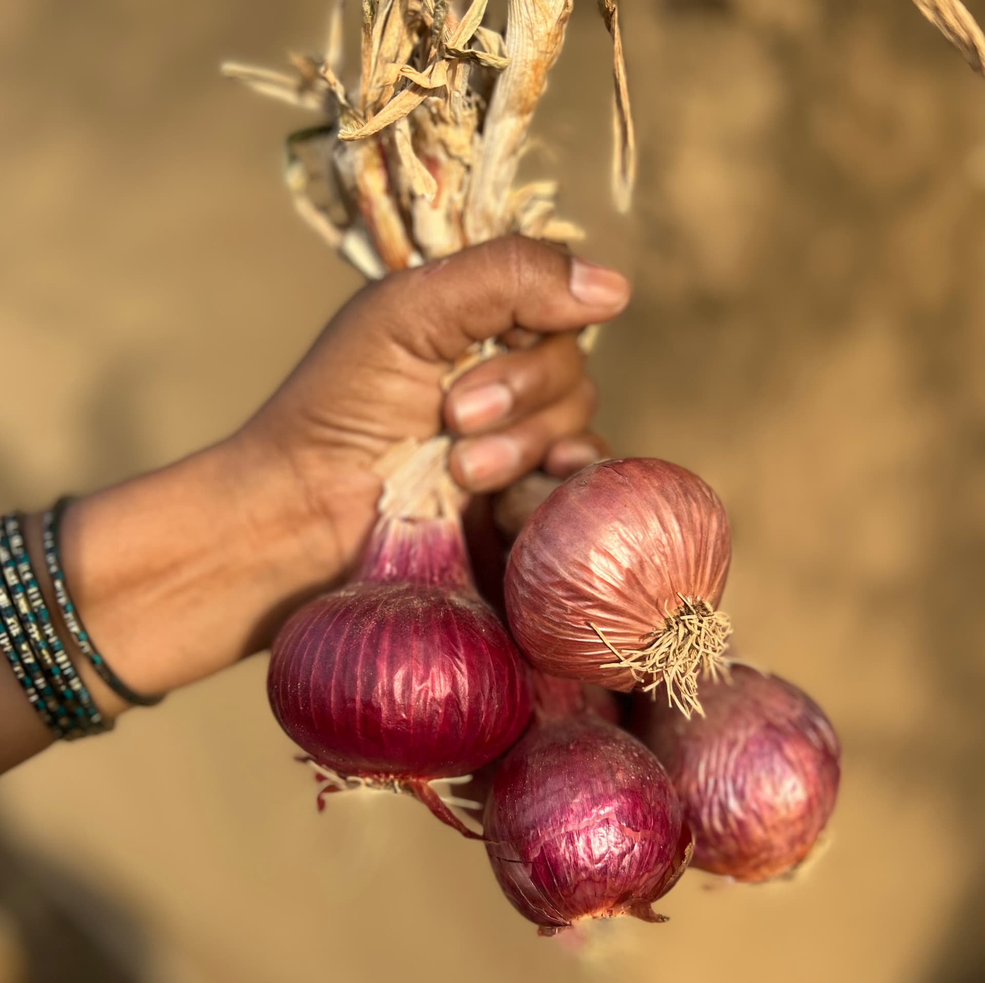 Onions, red