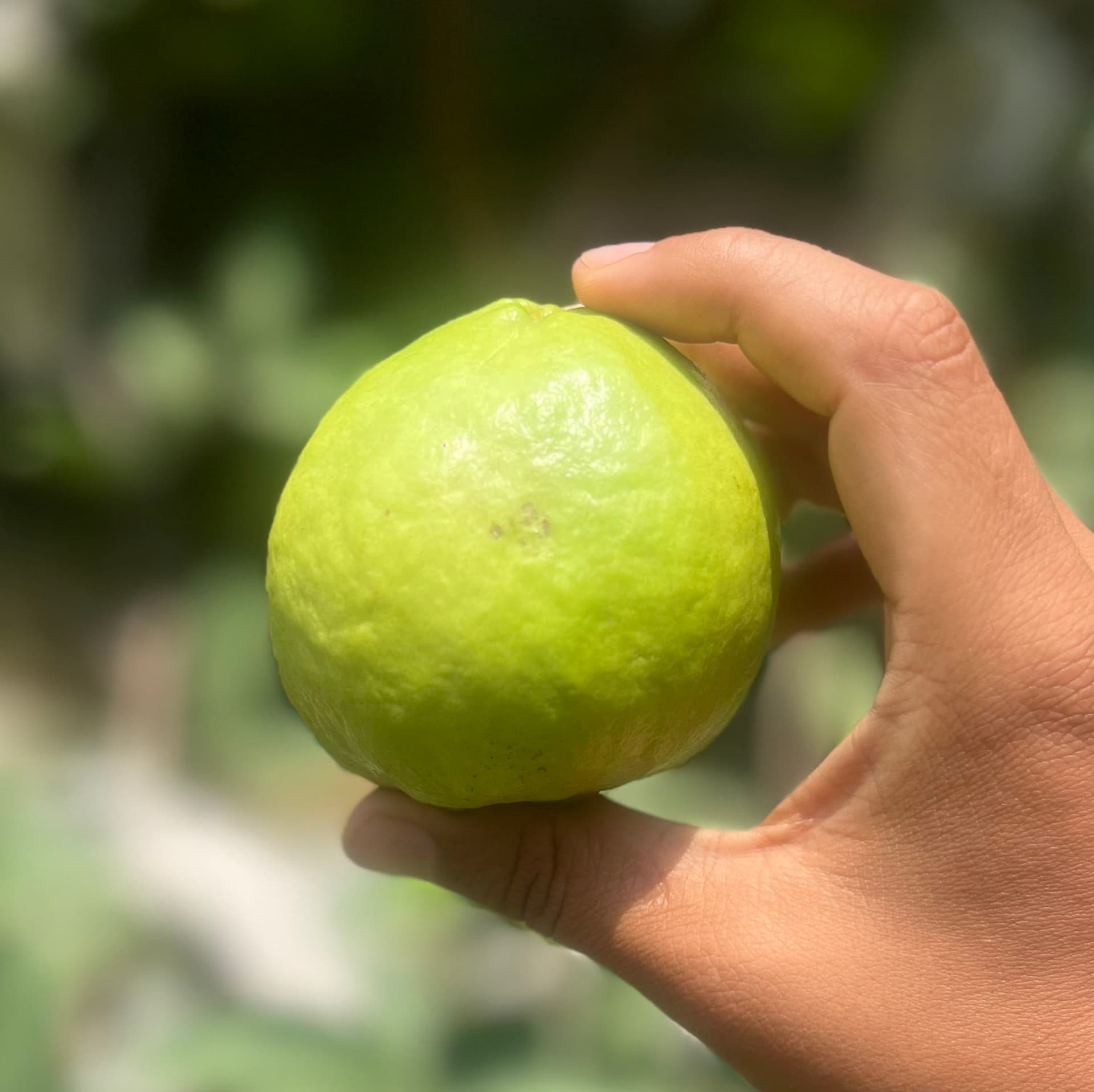 Guava, amrud