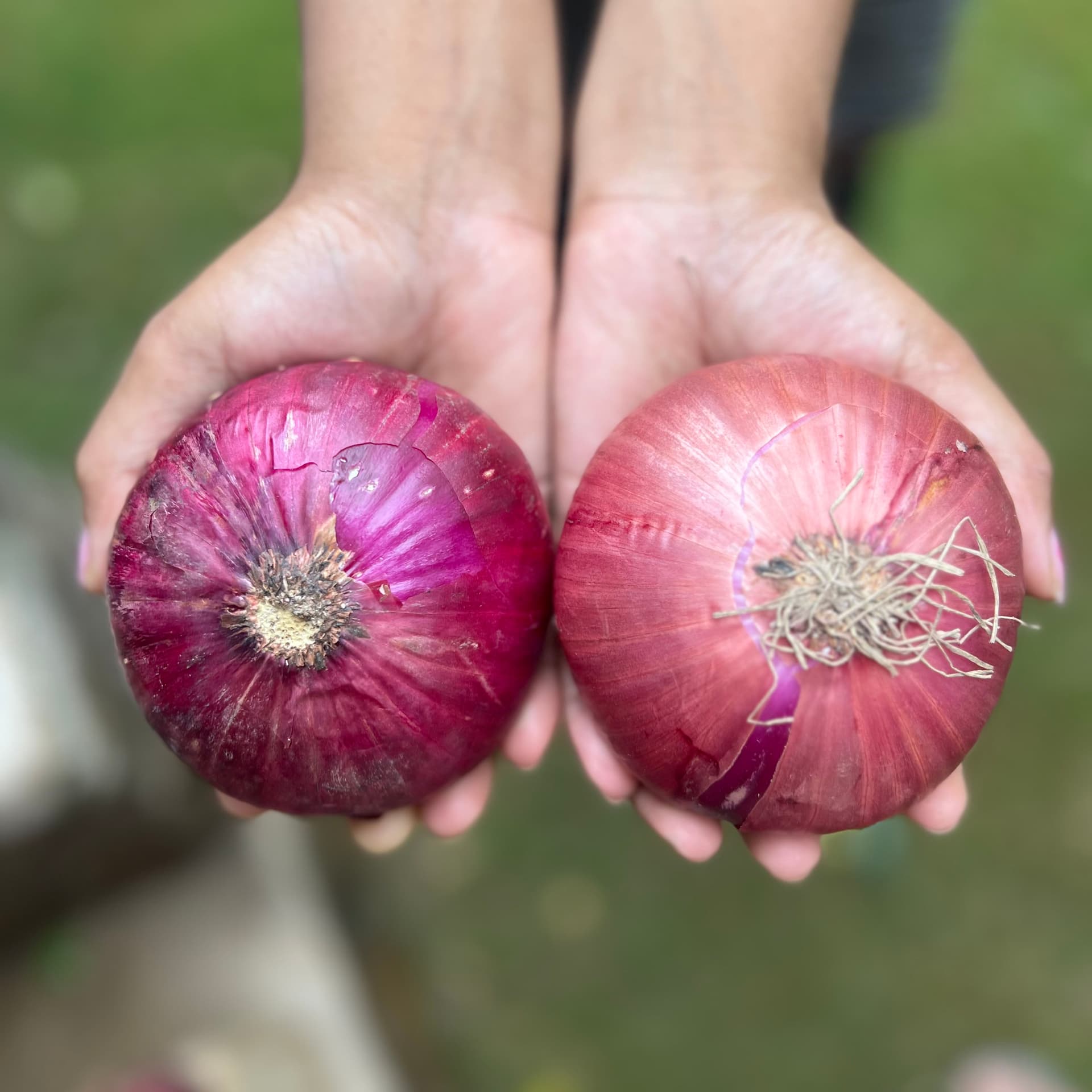 Mountain Onions, Bhaderwah valley, J&K