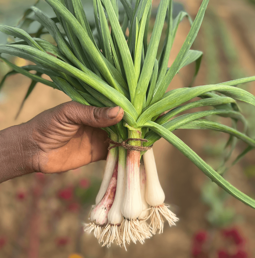 Green Garlic