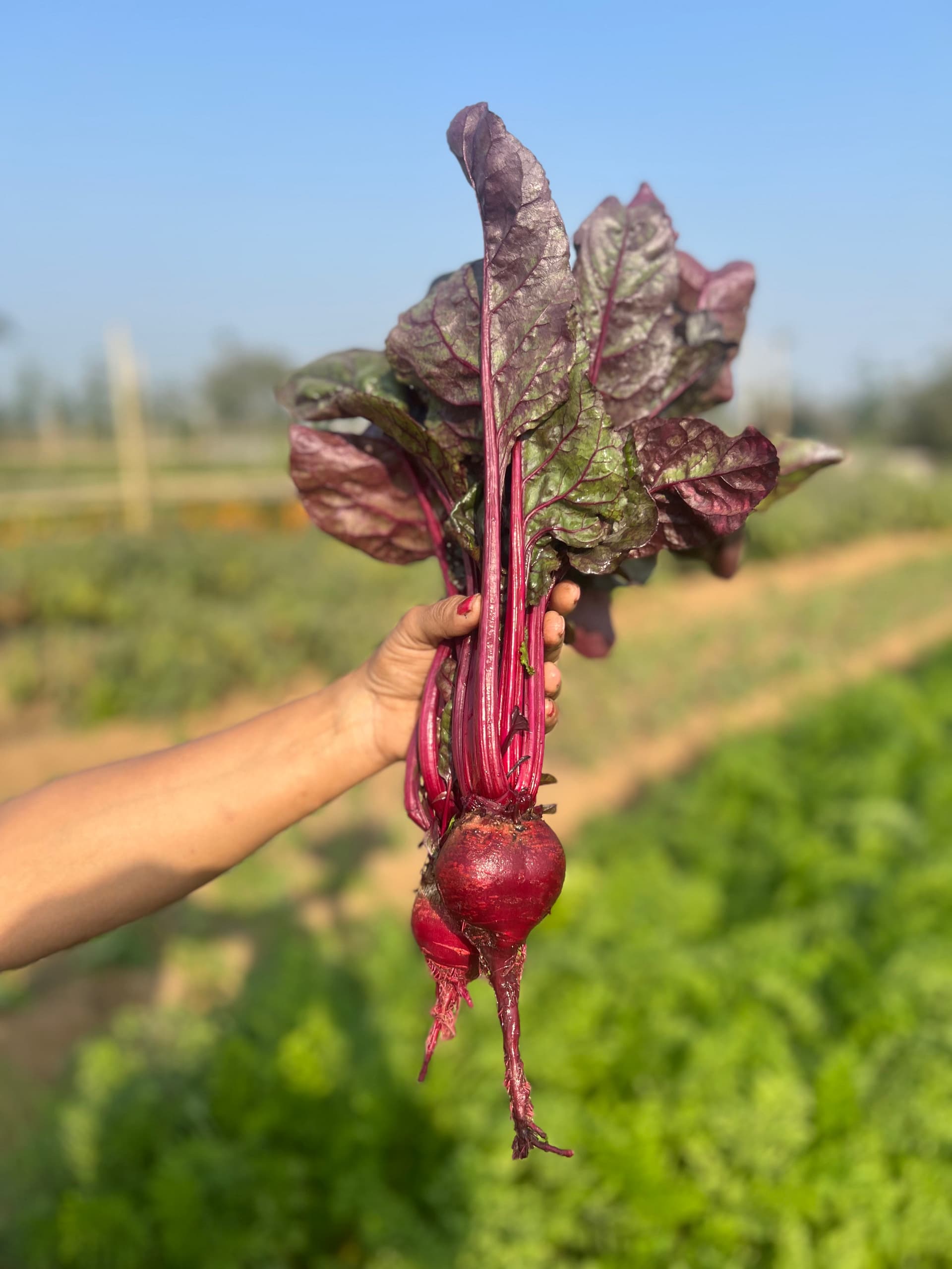 Beetroot