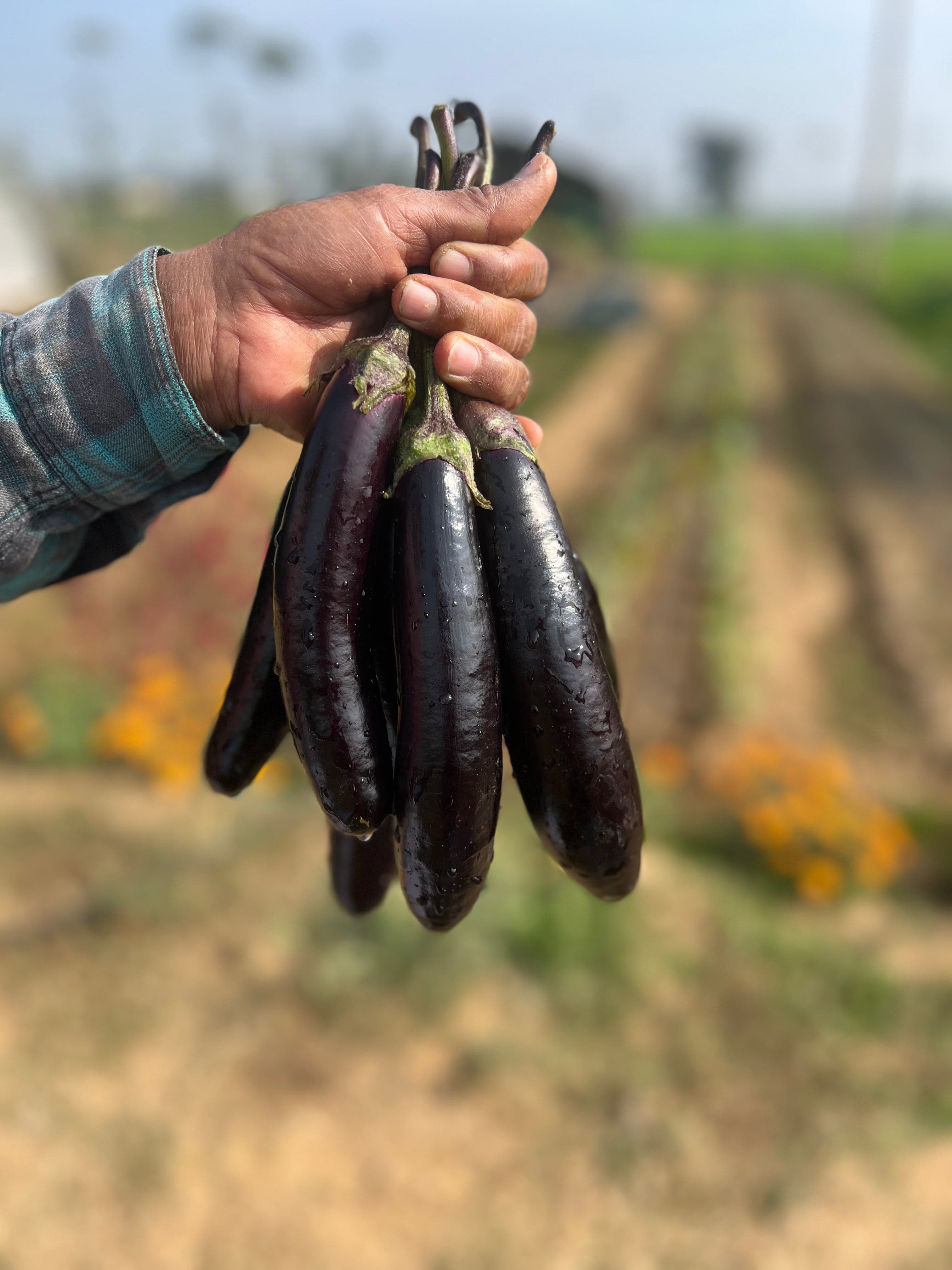 Brinjal - Long, purple