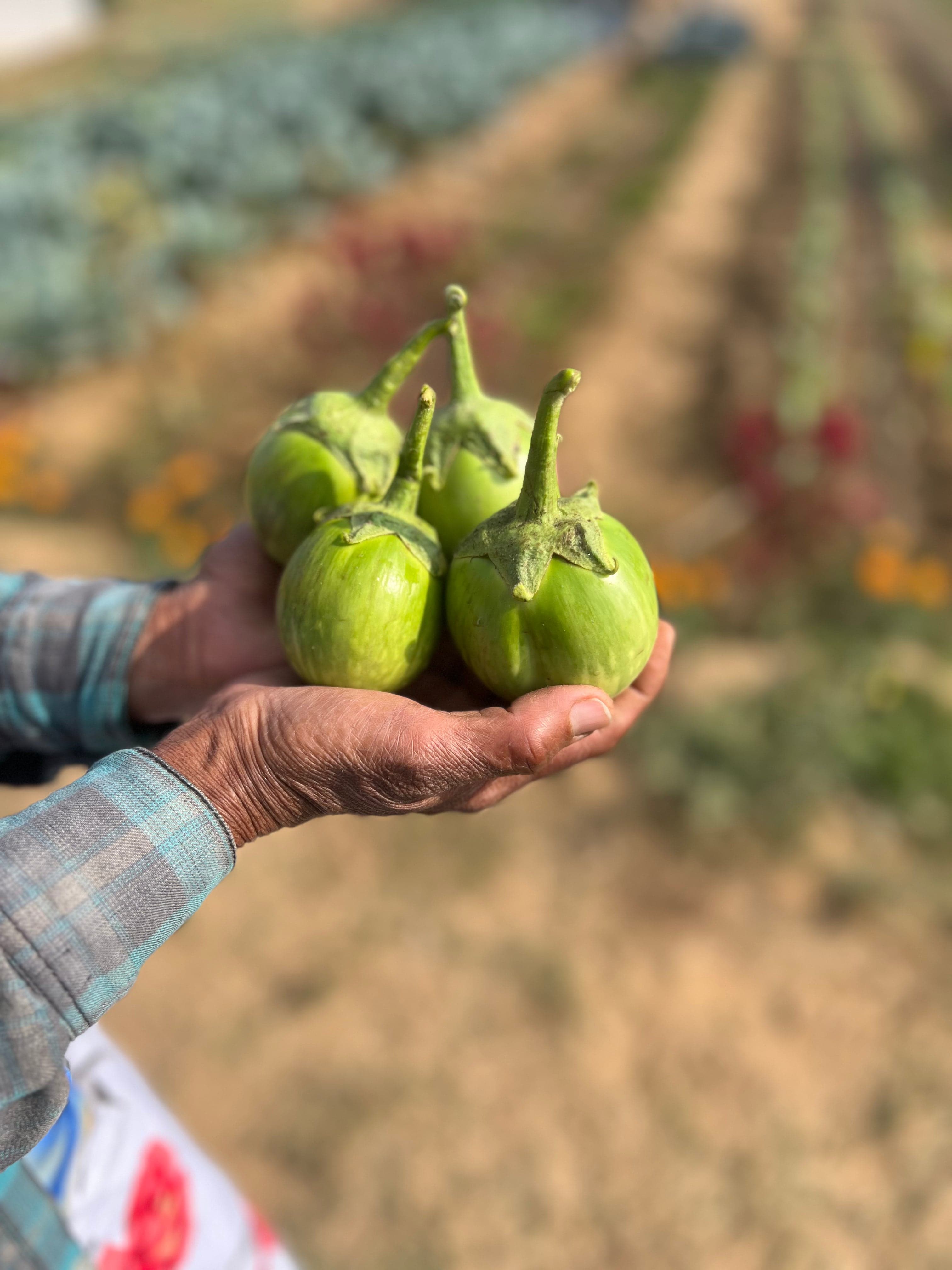 Brinjal - thai, small, green