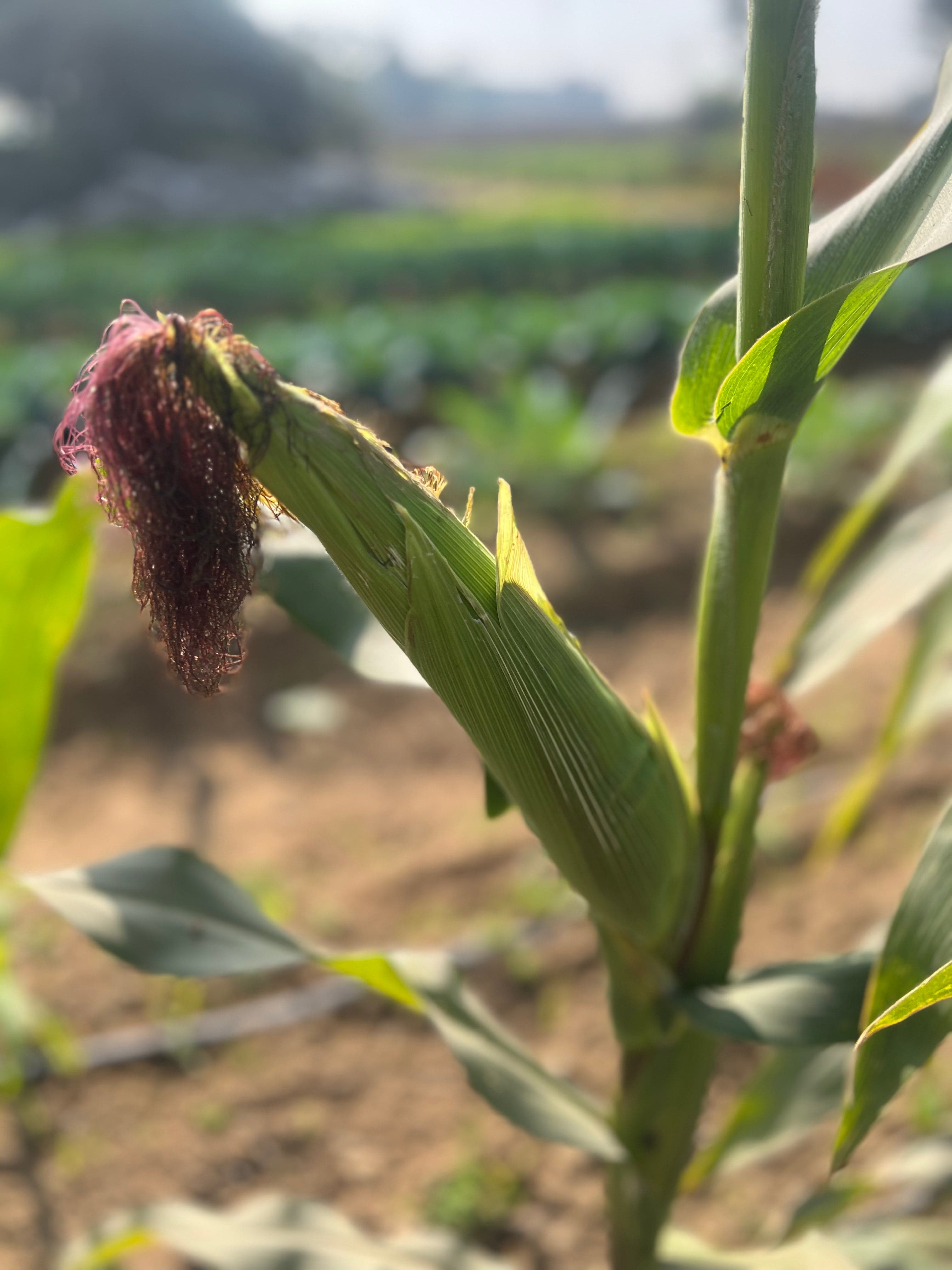 Corn - on the cob, yellow