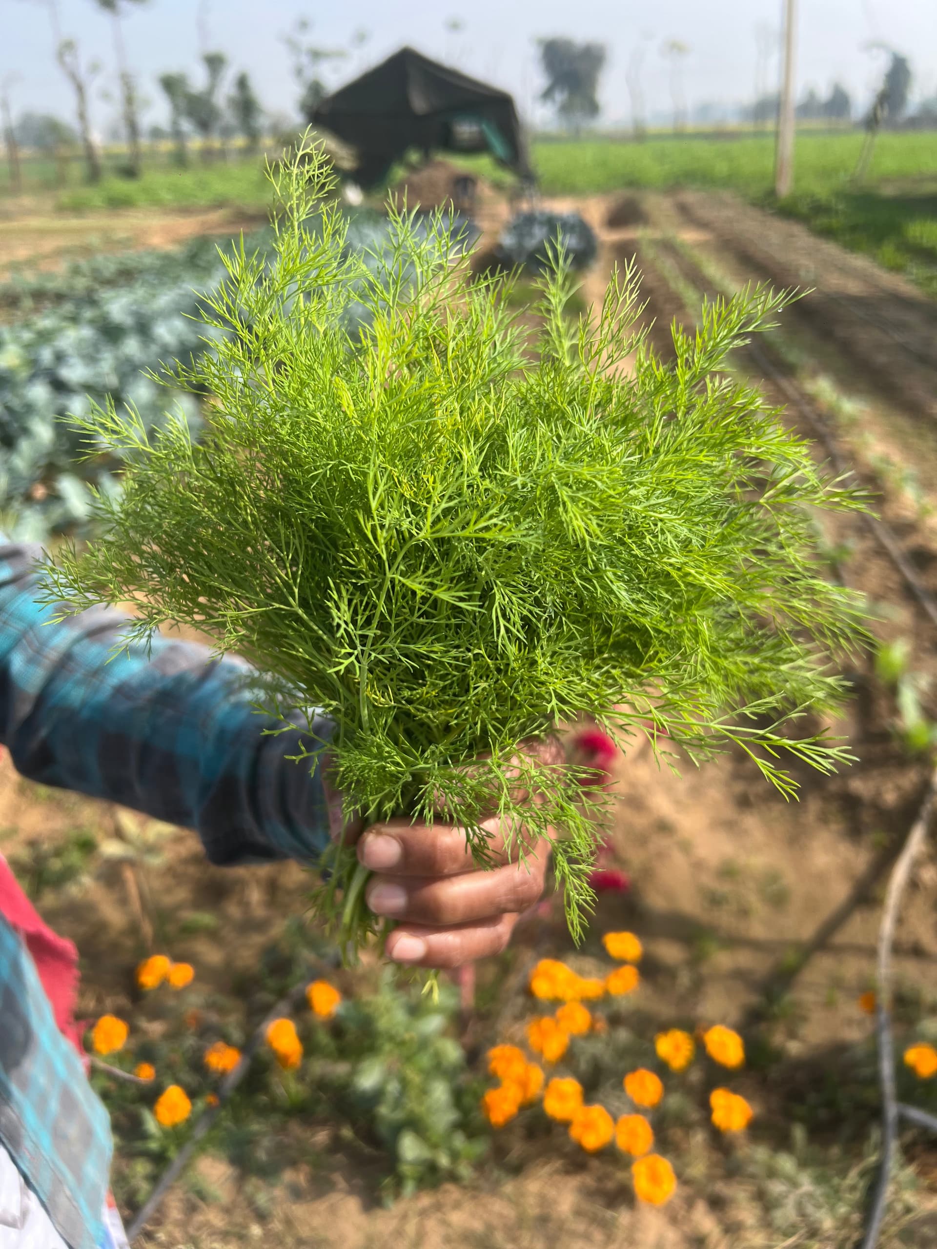 Dill Leaves (soya saag)