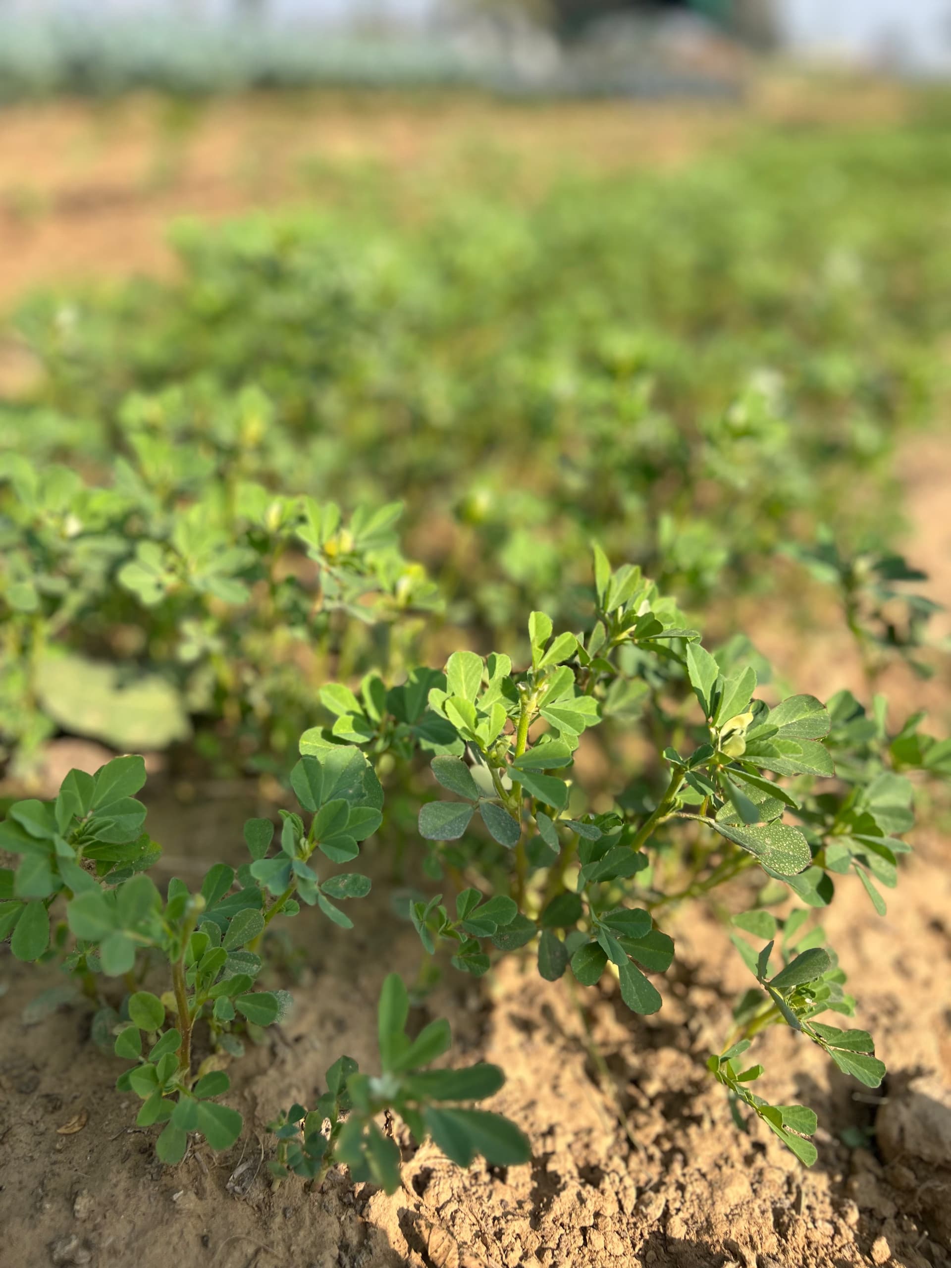 Fenugreek greens, Methi