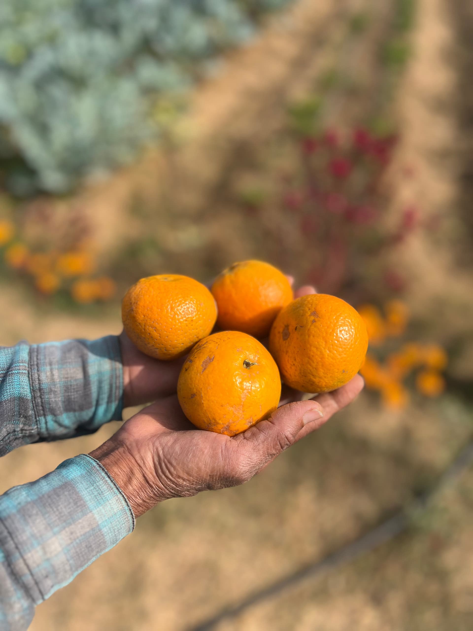 Oranges